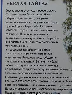 "БЕЛАЯ ТАЙГА"